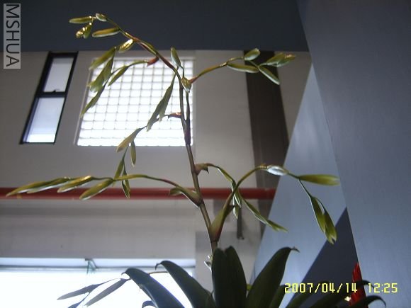 SUC56779_nEO_IMG.jpg