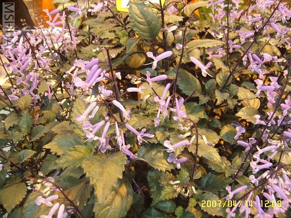SUC56761_nEO_IMG.jpg