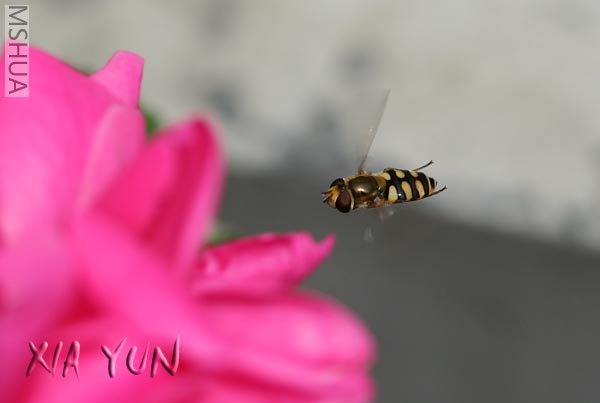 IMG_7677 ����.jpg