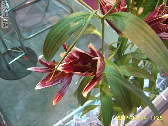 SUC56745_nEO_IMG.jpg