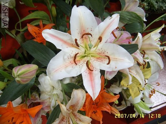SUC56770_nEO_IMG.jpg
