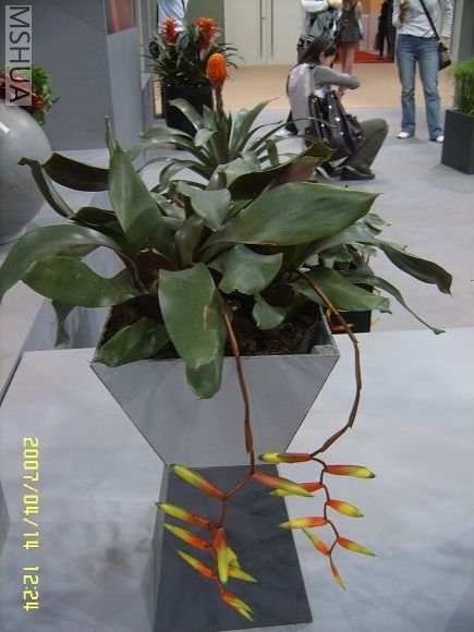 SUC56775_nEO_IMG.jpg