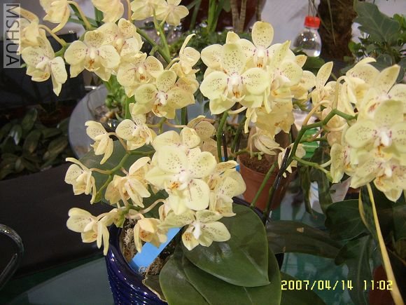 SUC56726_nEO_IMG.jpg