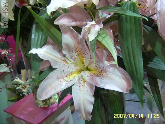 SUC56746_nEO_IMG.jpg