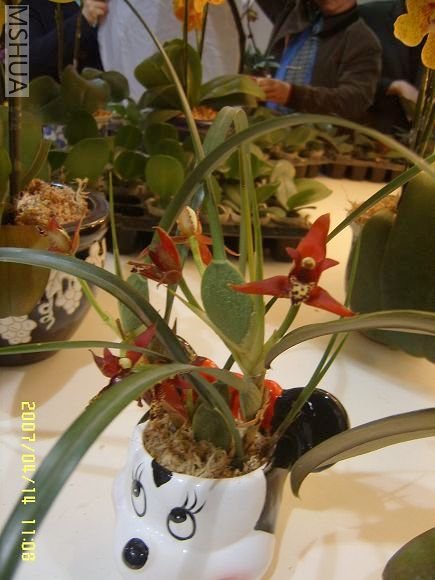 SUC56729_nEO_IMG.jpg