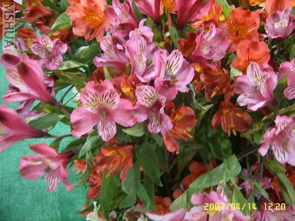 SUC56774_nEO_IMG.jpg