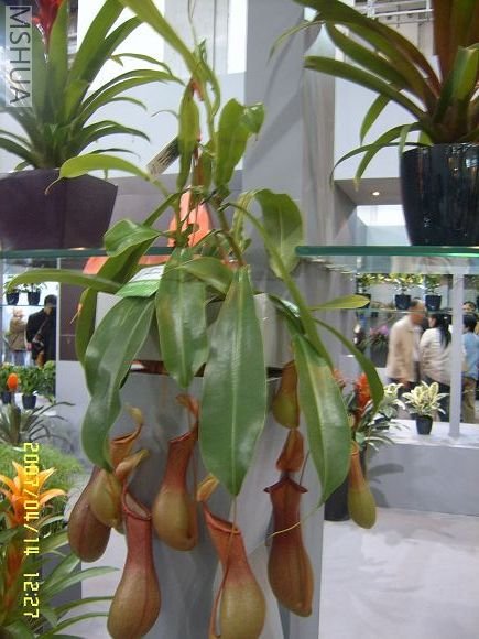 SUC56785_nEO_IMG.jpg