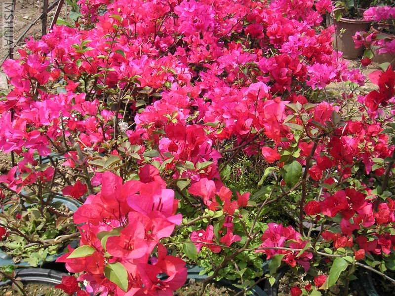 ������С ����÷7042510.jpg