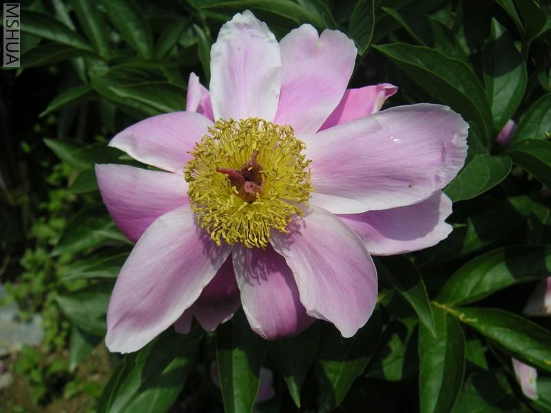 ������С ��ҩ7042505.jpg