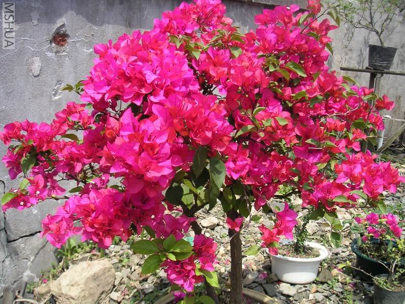 ������С ����÷7042503.jpg