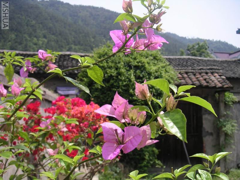 ������С ����÷7042502.jpg