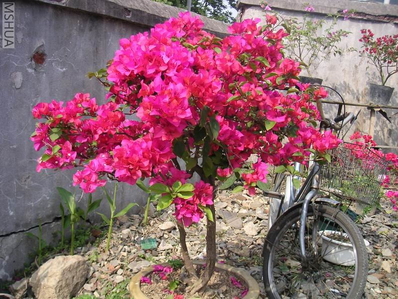 �����䣨��ʮ�����辶��