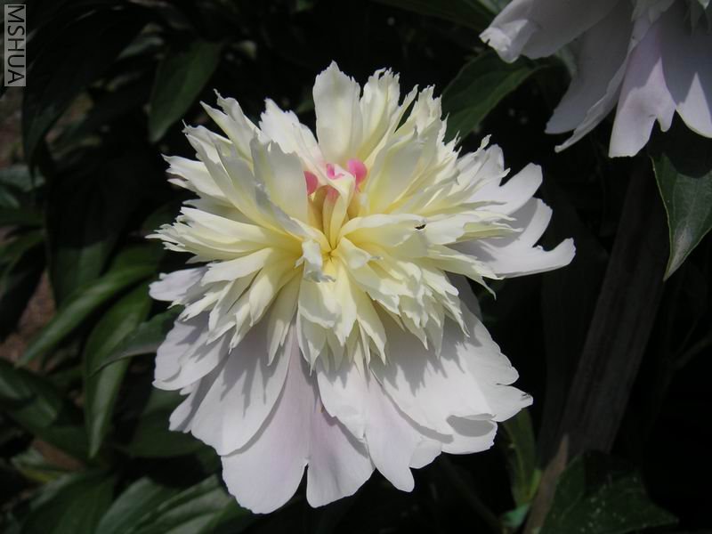 ������С ��ҩ7042504.jpg