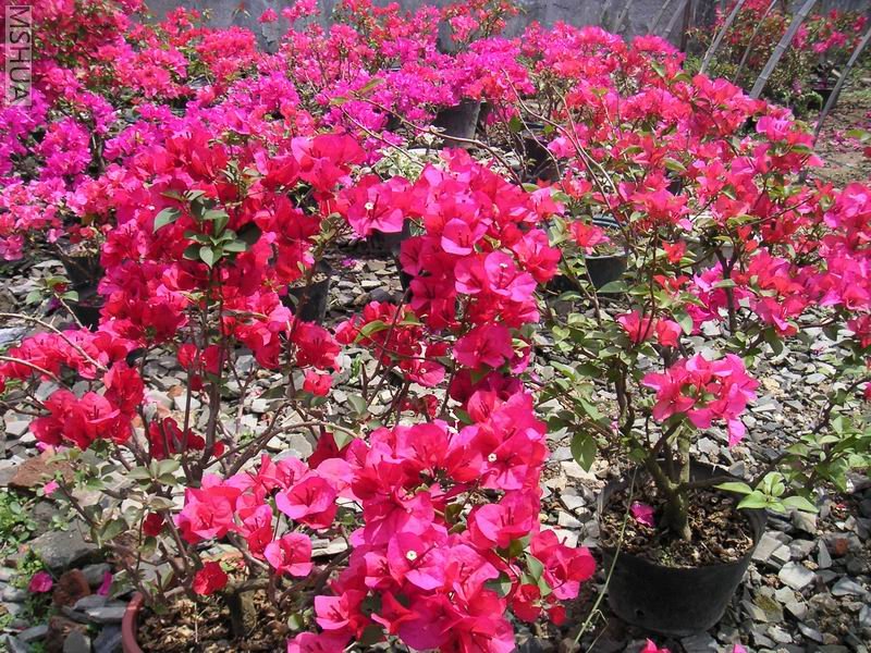 ������С ����÷7042504.jpg