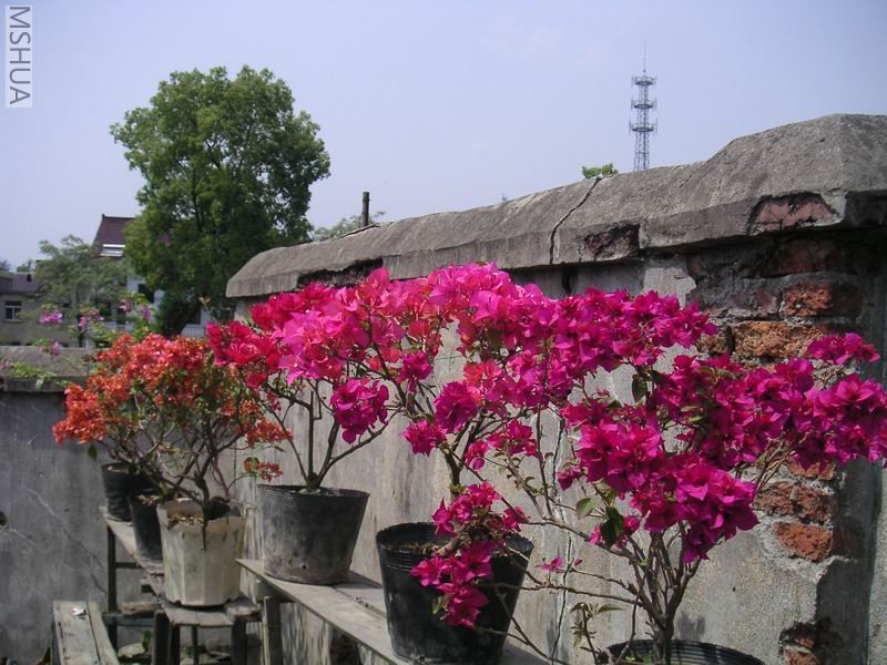 ������С ����÷7042511.jpg