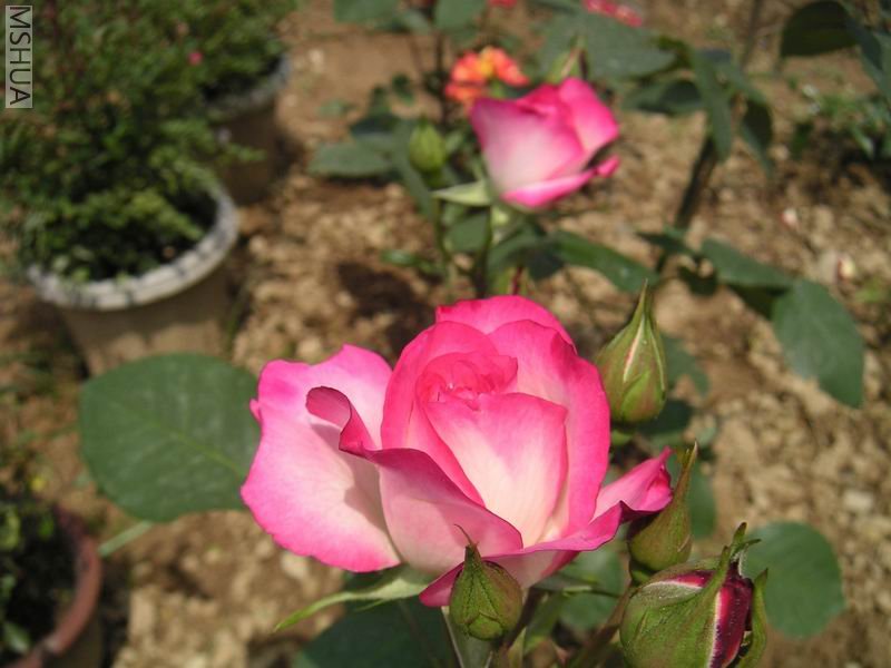 ������С �¼�7042502.jpg