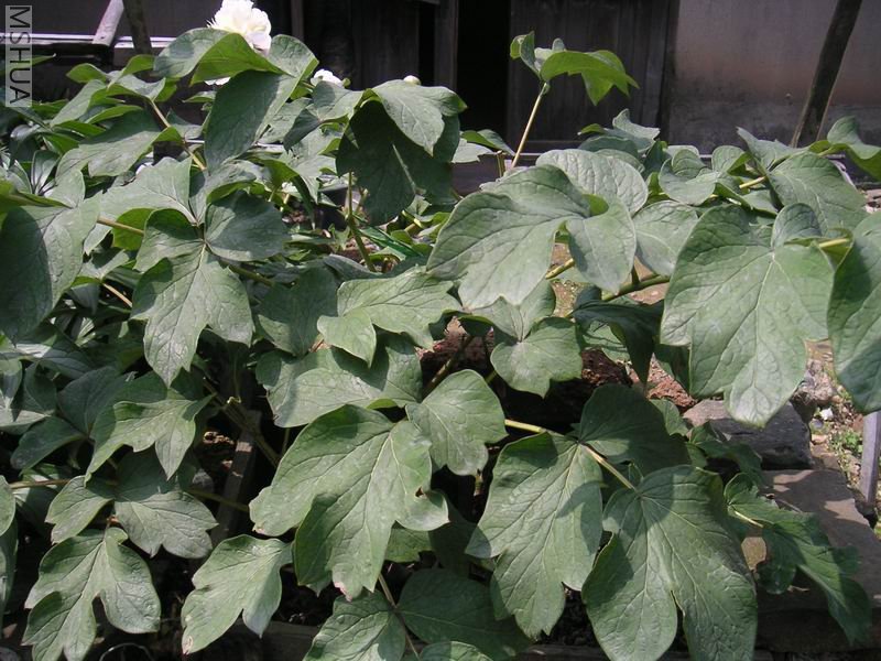 �ѿ����ĵ���������