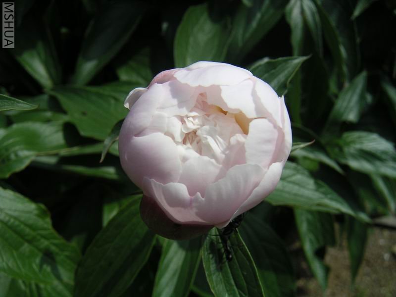 ������С ��ҩ7042502.jpg