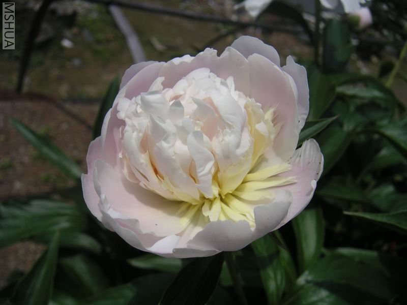 ������С ��ҩ7042503.jpg