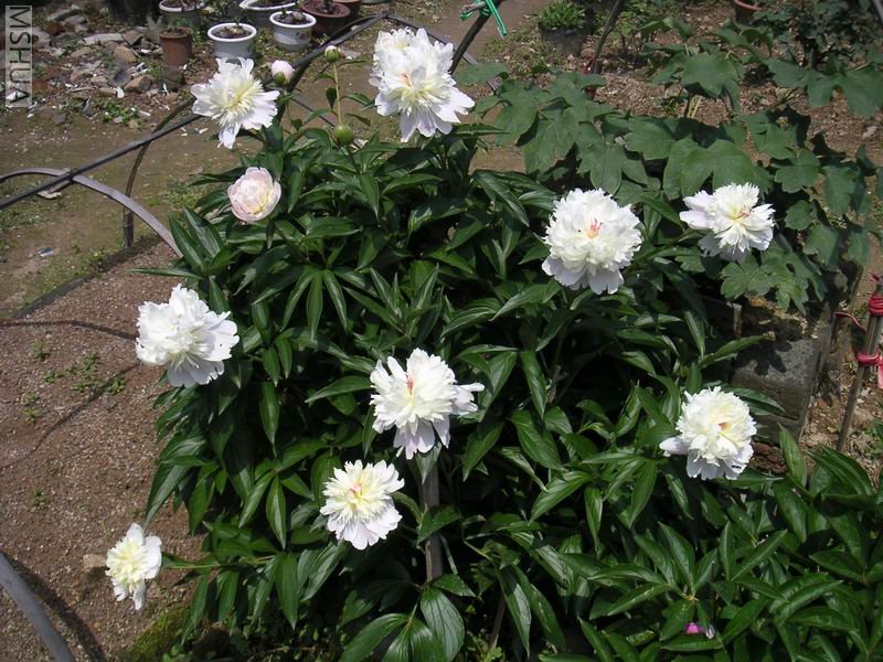 ������С ��ҩ7042501.jpg