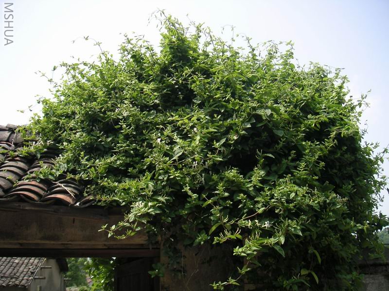 ������С ������7042502.jpg