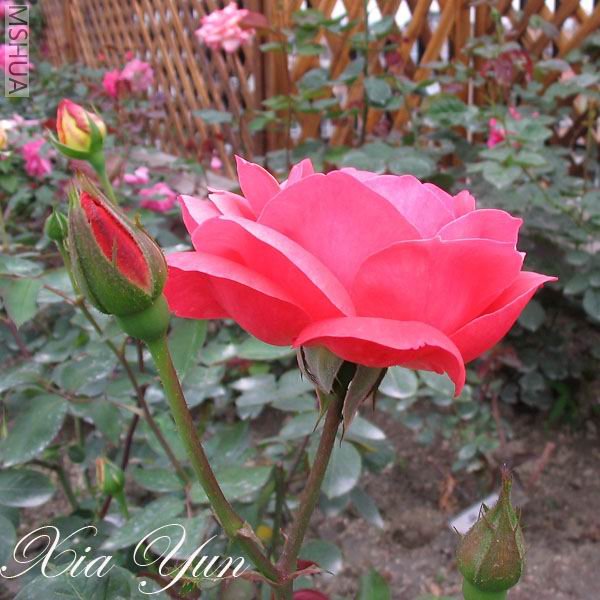 ӣ�Ұ�����,Ҳ��ȥ����ʹ���