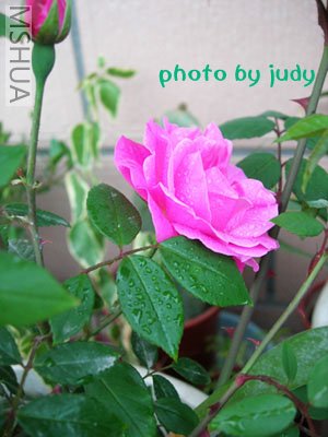 195_85180_a75114aba806dc8.jpg