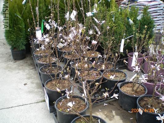 Resize of CIMG0658.JPG