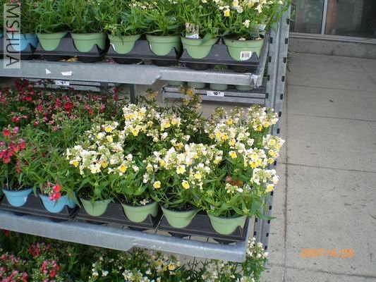 ����һ�ɻ�