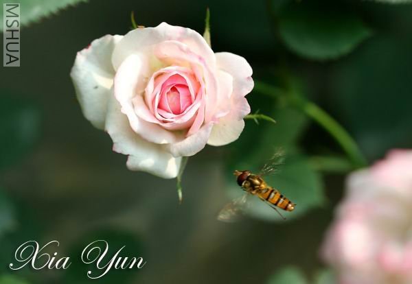 IMG_9517 ����s.jpg