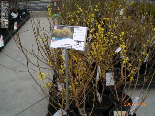 Resize of CIMG0657.JPG