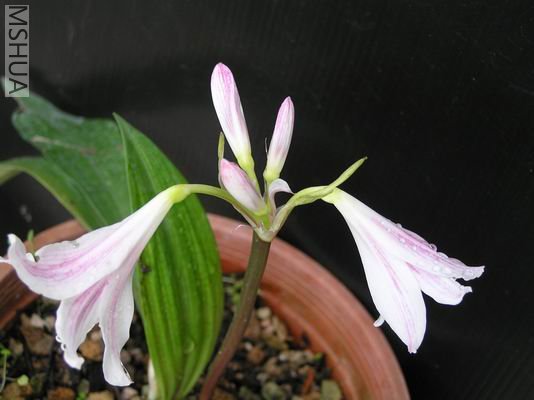 Hippeastrum blumenavium5.JPG