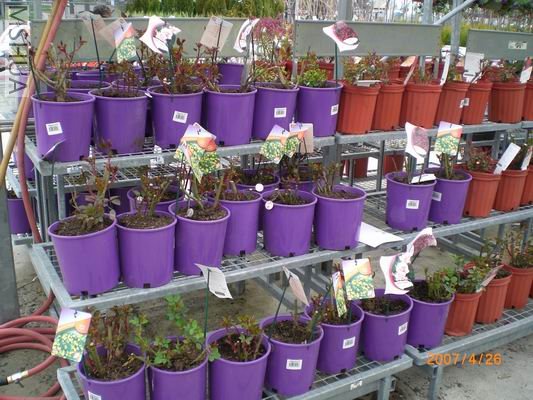 ���������Է�