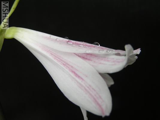 Hippeastrum blumenavium3.JPG