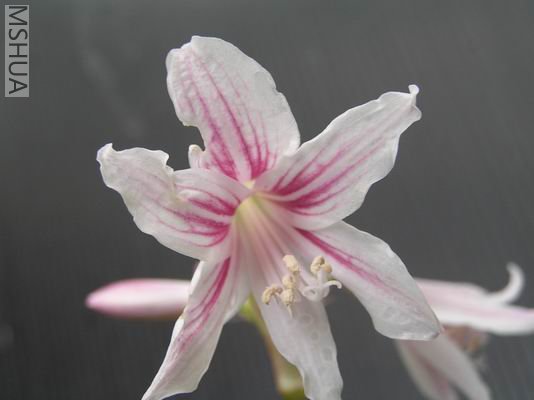 Hippeastrum blumenavium1.JPG