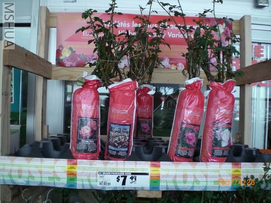 Resize of CIMG0666.JPG