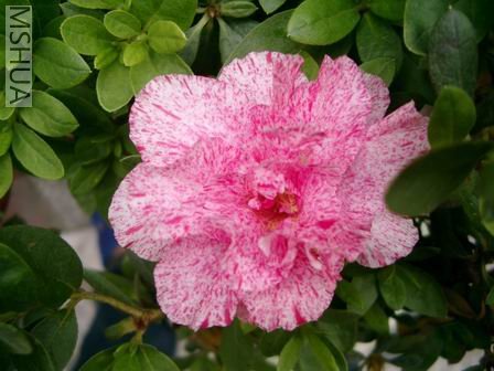 ��Ƭ 003.jpg12.jpg