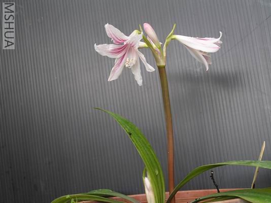 Hippeastrum blumenavium4.JPG