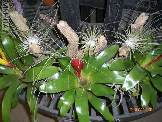 Resize of CIMG0664.JPG