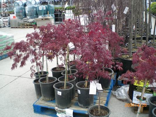 Resize of CIMG0659.JPG