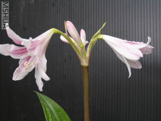 Hippeastrum blumenavium2.JPG
