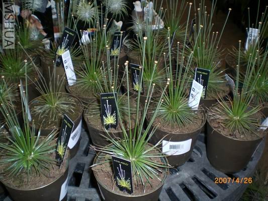 Resize of CIMG0662.JPG