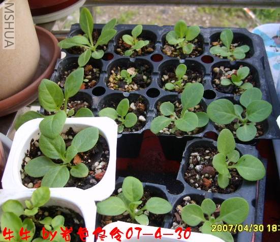 ���� S6000585.JPG