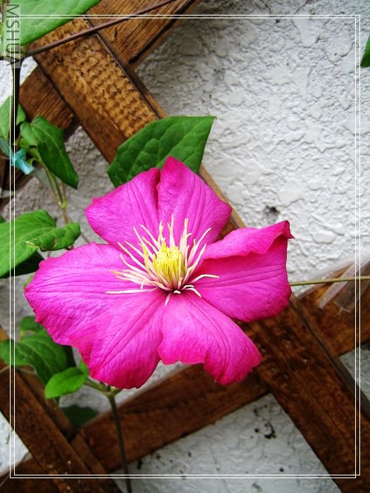 �ﰺ�Ļ�ֻ��һ�䣬�������µĻ�����������