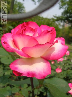 DSCN7051.jpg