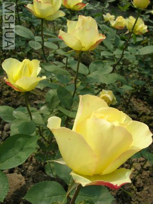 DSCN7085.jpg