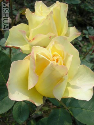 DSCN7082.jpg