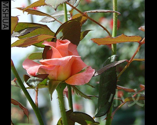 ����һ��: