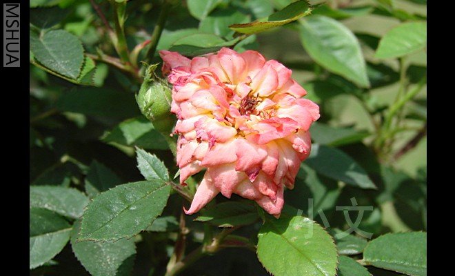 �Ͳʺ����ɫ��࣬���Ȳʺ�С