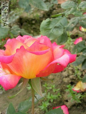 DSCN7027.jpg